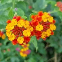 plant sale